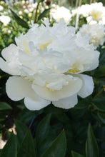 Load image into Gallery viewer, Bridal Shower Roots