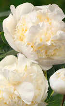 Load image into Gallery viewer, Bridal Shower Roots