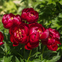 Load image into Gallery viewer, Buckeye Belle Roots