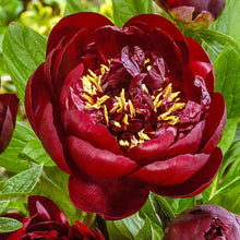 Load image into Gallery viewer, Buckeye Belle Roots