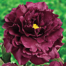 Load image into Gallery viewer, Black Beauty Roots