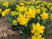 Load image into Gallery viewer, Daffodils “Van Sion”