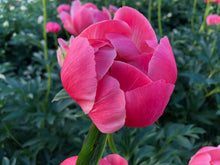 Load image into Gallery viewer, Coral Charm Roots