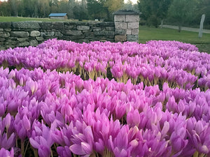 beautiful drift of giant colchicums 