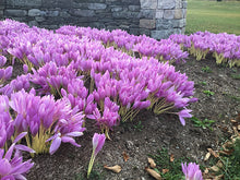Load image into Gallery viewer, mid-range view of giant colchicums