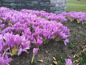 mid-range view of giant colchicums