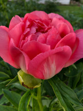 Load image into Gallery viewer, Coral Sunset Roots