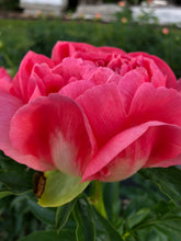 Load image into Gallery viewer, Coral Sunset Roots