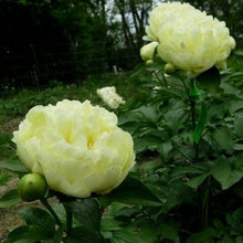 Load image into Gallery viewer, Lemon Chiffon Roots