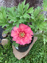 Load image into Gallery viewer, Hillary Itoh Roots