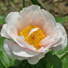 Load image into Gallery viewer, Blushing Princess Roots