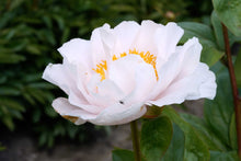 Load image into Gallery viewer, Blushing Princess Roots