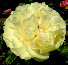 Load image into Gallery viewer, Peony Lemon Chiffon potted plant
