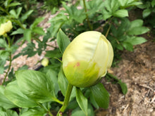 Load image into Gallery viewer, Peony Lemon Chiffon potted plant