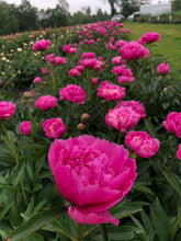 Load image into Gallery viewer, Peony Whopper Potted Plant