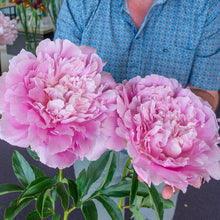 Load image into Gallery viewer, Peony Dinner Plate Potted Plant