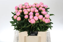 Load image into Gallery viewer, Peony Dinner Plate Potted Plant