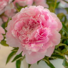 Load image into Gallery viewer, Peony Dinner Plate Potted Plant