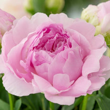 Load image into Gallery viewer, Peony Dinner Plate Potted Plant