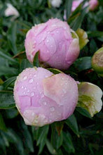 Load image into Gallery viewer, Peony Dinner Plate Potted Plant