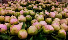 Load image into Gallery viewer, Peony Dinner Plate Potted Plant