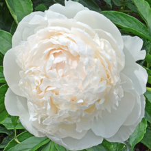 Load image into Gallery viewer, Peony Brother Chuck Potted Peony