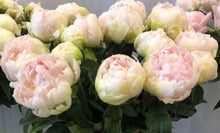 Load image into Gallery viewer, Peony Brother Chuck Potted Peony