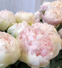 Load image into Gallery viewer, Peony Brother Chuck Potted Peony