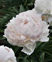 Load image into Gallery viewer, Peony Brother Chuck Potted Peony