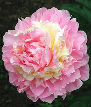 Load image into Gallery viewer, Peony Whopper Potted Plant
