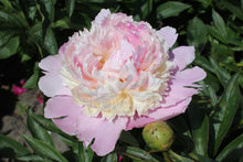 Load image into Gallery viewer, Peony Whopper Potted Plant