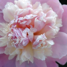 Load image into Gallery viewer, Peony Whopper Potted Plant