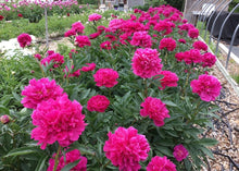 Load image into Gallery viewer, Peony Kansas potted plant