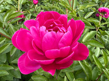 Load image into Gallery viewer, Red Sarah Bernhardt Roots
