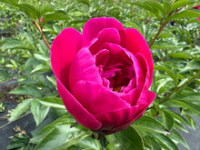 Load image into Gallery viewer, Red Sarah Bernhardt Roots