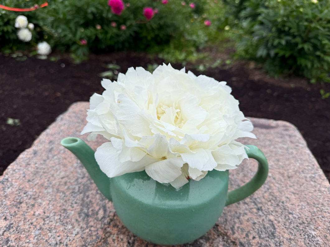 peony plants in pots Peony Dr.F.G.Brethour potted plant – Green Garden Farm