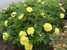 Load image into Gallery viewer, Bartzella Roots