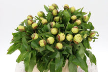 Load image into Gallery viewer, Peony Sunny Girl Potted Plant