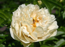 Load image into Gallery viewer, Peony Sunny Girl Potted Plant