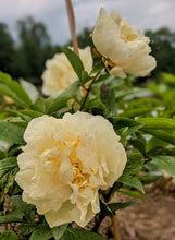Load image into Gallery viewer, Peony Sunny Girl Potted Plant