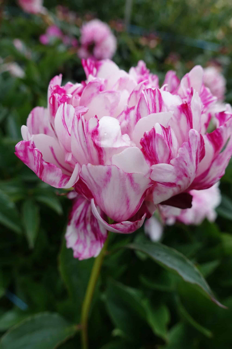 Candy Stripe Roots – Green Garden Farm