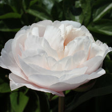 Load image into Gallery viewer, Blushing Princess Roots