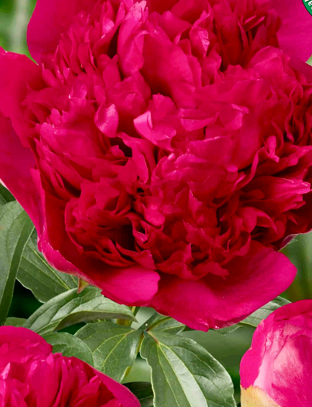 Command Performance Peony Roots Peony Command Performance potted plant – Green Garden Farm