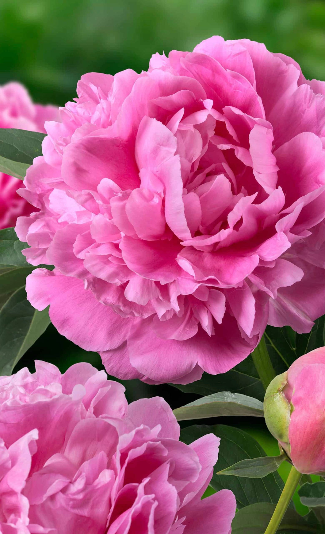 potted peony plants Peony Jacorma potted plant – Green Garden Farm