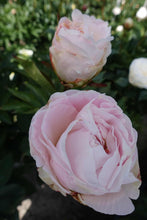 Load image into Gallery viewer, Peony Mothers Choice potted plant
