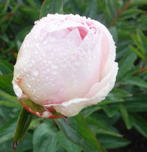 Load image into Gallery viewer, Peony Mothers Choice potted plant