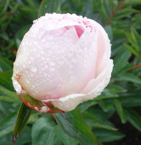 potted peony plants for sale near me Peony Mothers Choice potted plant – Green Garden Farm