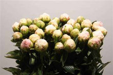 Load image into Gallery viewer, Peony Mothers Choice potted plant