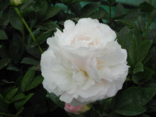 Load image into Gallery viewer, Peony Mothers Choice potted plant