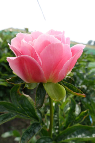 Potted Peony Collection  Green Garden Farm